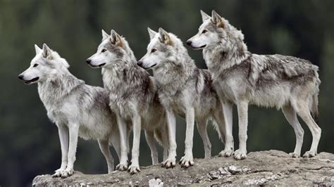 Group Of Wolves .